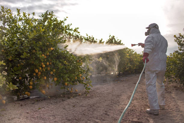 Best Flea Control Services  in Park Hill, OK