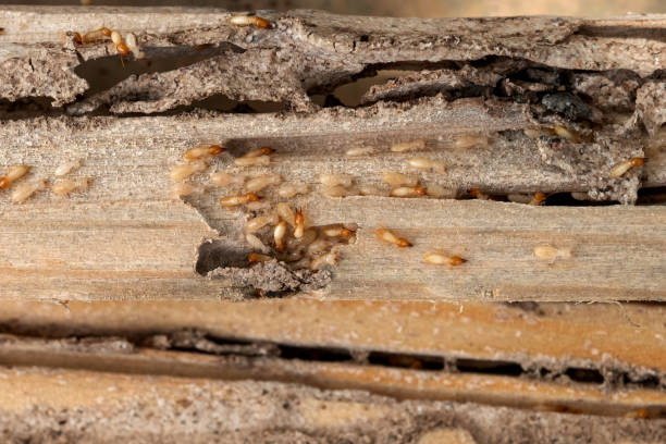 Best Affordable Pest Control Services  in Park Hill, OK